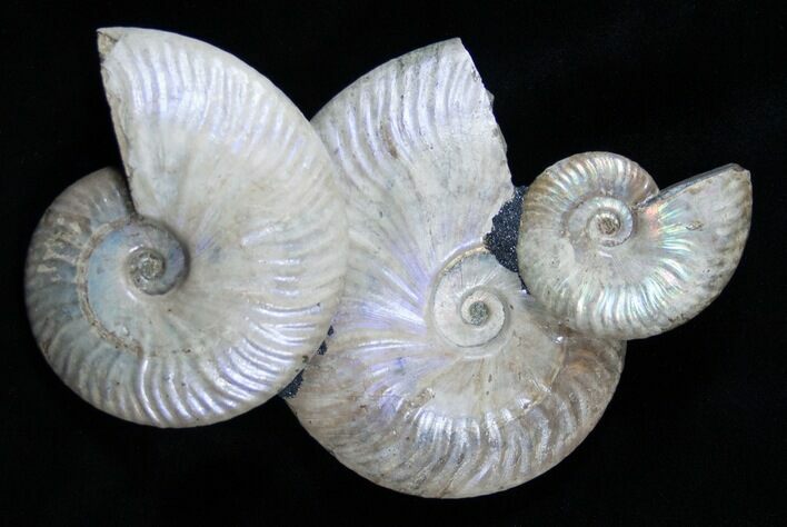 Large Decorative Ammonite Display - Iredescent #2052